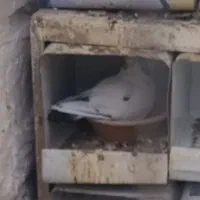 کبوتر  مهم حتما عشق باز های عزیز بخونن