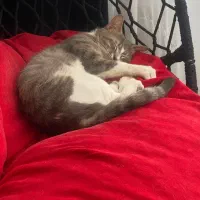 گربه|گربه|کرج, ساماندهی|دیوار