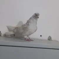 دوبر طوقی گرفته شدن|پرنده|اردبیل, |دیوار