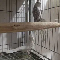 عروس هلندی های استثنایی|پرنده|مشهد, چهاربرج|دیوار