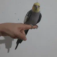 عروس هلندی|پرنده|ساوه, |دیوار