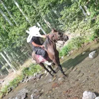 نریان و مادیان یورقه|اسب و تجهیزات اسب‌سواری|میانه, |دیوار