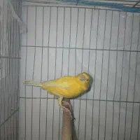 جفت قناری لاکی|پرنده|شیراز, کوشک میدان|دیوار