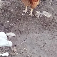 خروس گردن لخت