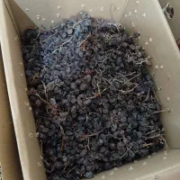 مویز‌ و کشمش وشیره انگور