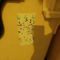 سمپاشی و طعمه گذاری با مجوز وزارت بهداشت سم پاشی|خدمات نظافت|تهران, سلسبیل جنوبی|دیوار