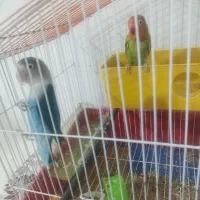 طوطی برزیلی|پرنده|جلفا, |دیوار