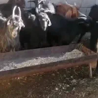 فروش 17 راس کهره نر