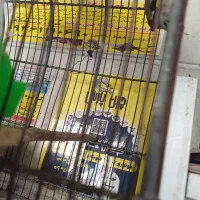 سهره نر|پرنده|ری, سرتخت|دیوار