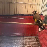 سهره نر سرمایی