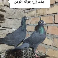 کبوتر آلمانی و تک پر|پرنده|سنگدوین, |دیوار