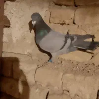 کبوتر یا کفتر|پرنده|تربت‌حیدریه, بالا ولایت|دیوار
