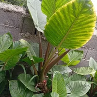 گل بابا آدم تنه قرمز|گل و گیاه طبیعی|گلوگاه بابل (گلیا), |دیوار