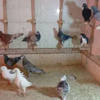 دسته خوب دوس بداری هوایی|پرنده|شیراز, کوشک میدان|دیوار