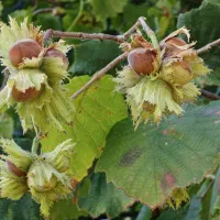 تولید نهال ارقام فندق گرمسیری و سردسیری