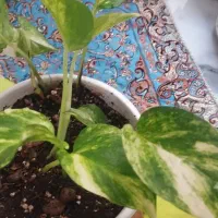 گل طبیعی|گل و گیاه طبیعی|پردیس, فاز ۸|دیوار