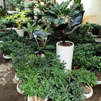 فروش و خدمات تخصصی رسیدگی به گل ها در منزل شما|خدمات باغبانی و درختکاری|اصفهان, وحید|دیوار