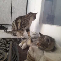 دو تا توله گربه با مادر|گربه|حمیدیا, |دیوار