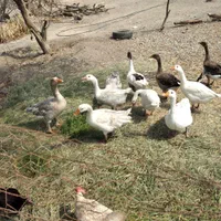 فروشی|حیوانات مزرعه|بندرعباس, |دیوار