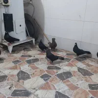 کبوتر|پرنده|چمران, |دیوار