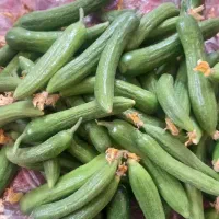 خیار US|خدمات باغبانی و درختکاری|همدان, |دیوار
