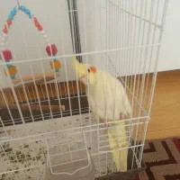 عروس هلندی لوتینو|پرنده|قزوین, |دیوار