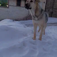 پژدر|سگ|پردیس, سیاه سنگ|دیوار