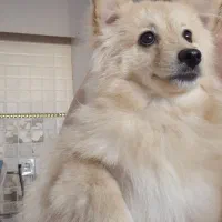 سگ نرپامرین اصل|سگ|اصفهان, شهرک کاوه|دیوار