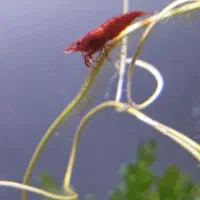 اکواریوم میگو وسایل