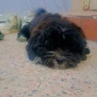 آبادان|سگ|آبادان, |دیوار