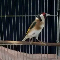 سهره نشوندار جفتی قناری