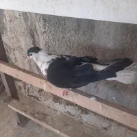 کفتر افغانی|پرنده|پاکدشت, حصار امیر|دیوار