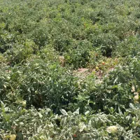 گوجه درجه یک ودستچین و تازه امروز جمع شده ازسرزمین|خوردنی و آشامیدنی|مشهد, شیرحصار|دیوار