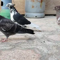 کبوتر|پرنده|مرودشت, پشت سایپا|دیوار