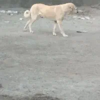 واگزاری سگ رایگان