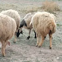 فروش میش و بز چاق در بردسیر