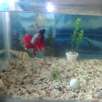 آکواریم با فایتر نر