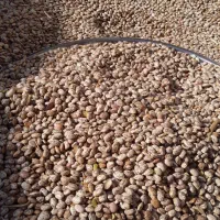 لوبیا چیتی درجه یک