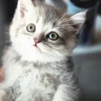 گربه اسکاتیش