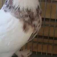 طوقی نر هفت رنگ|پرنده|کاشان, معلم|دیوار