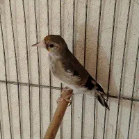 ماده سهره کار داده|پرنده|کرمان, |دیوار