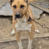 سگ مناسب نگهبانی ساختمان . باغ . ویلا