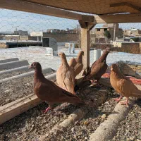 اوقون ترک زرد کرمونی وسرخ و زرده کرمونی|پرنده|تربتحیدریه, ۴۵ متری|دیوار