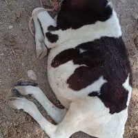 گوساله