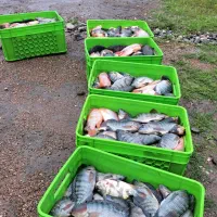 تیلاپیا زنده