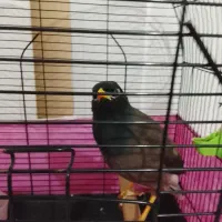 یک عدد مینا 5 ماه سخنکو|پرنده|بومهن, |دیوار