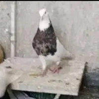 کفتر رنگی|پرنده|شهر ری, علایین|دیوار