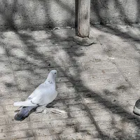 ۱۱تاگوگویروخ