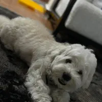 حیوانات خانه گی