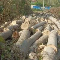 خریدوفروش چوبهای باغی وجنگلی